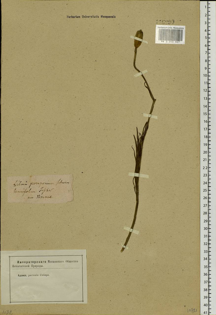 Lilium martagon var. pilosiusculum Freyn, Siberia, Baikal & Transbaikal region (S4) (Russia)