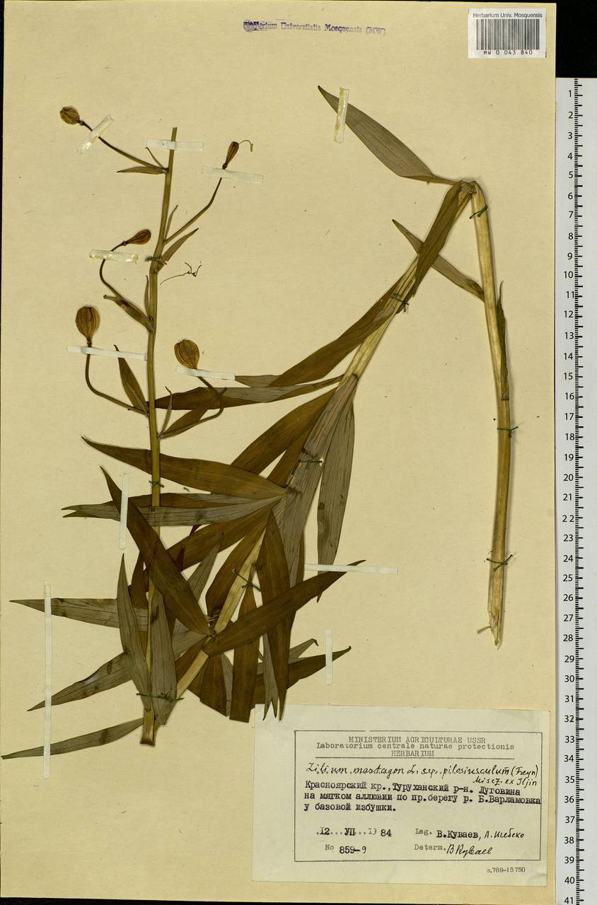 Lilium martagon var. pilosiusculum Freyn, Siberia, Central Siberia (S3) (Russia)