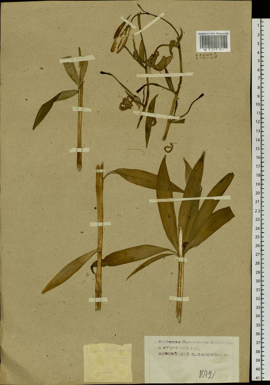 Lilium martagon var. pilosiusculum Freyn, Siberia, Central Siberia (S3) (Russia)