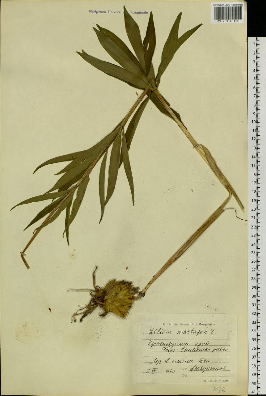 Lilium martagon var. pilosiusculum Freyn, Siberia, Central Siberia (S3) (Russia)