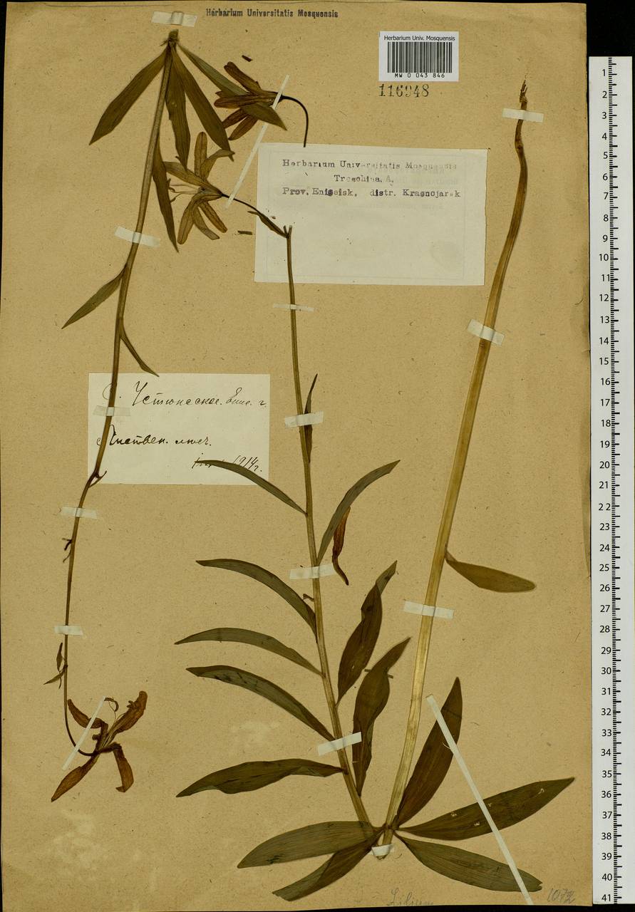 Lilium martagon var. pilosiusculum Freyn, Siberia, Central Siberia (S3) (Russia)