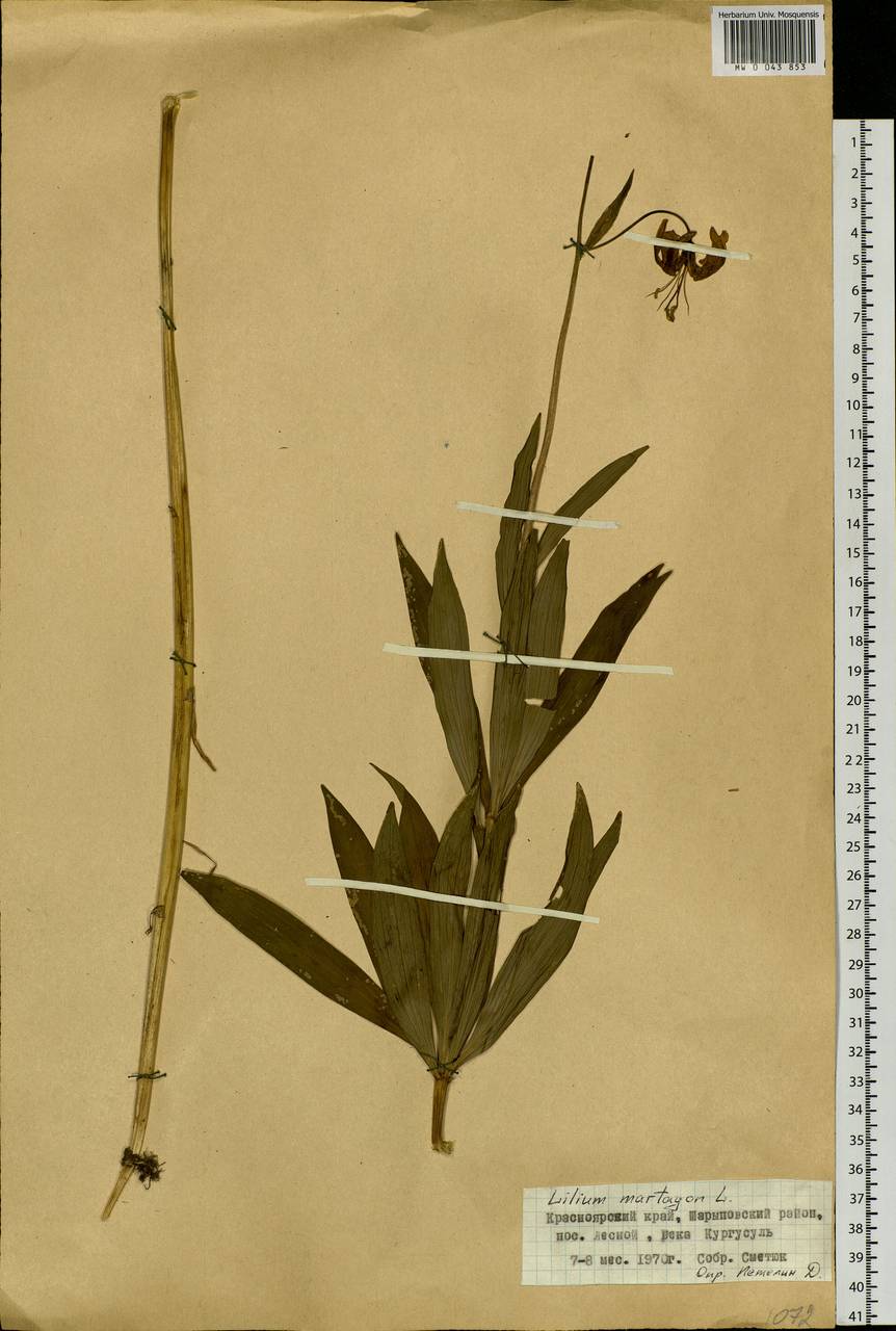 Lilium martagon var. pilosiusculum Freyn, Siberia, Altai & Sayany Mountains (S2) (Russia)