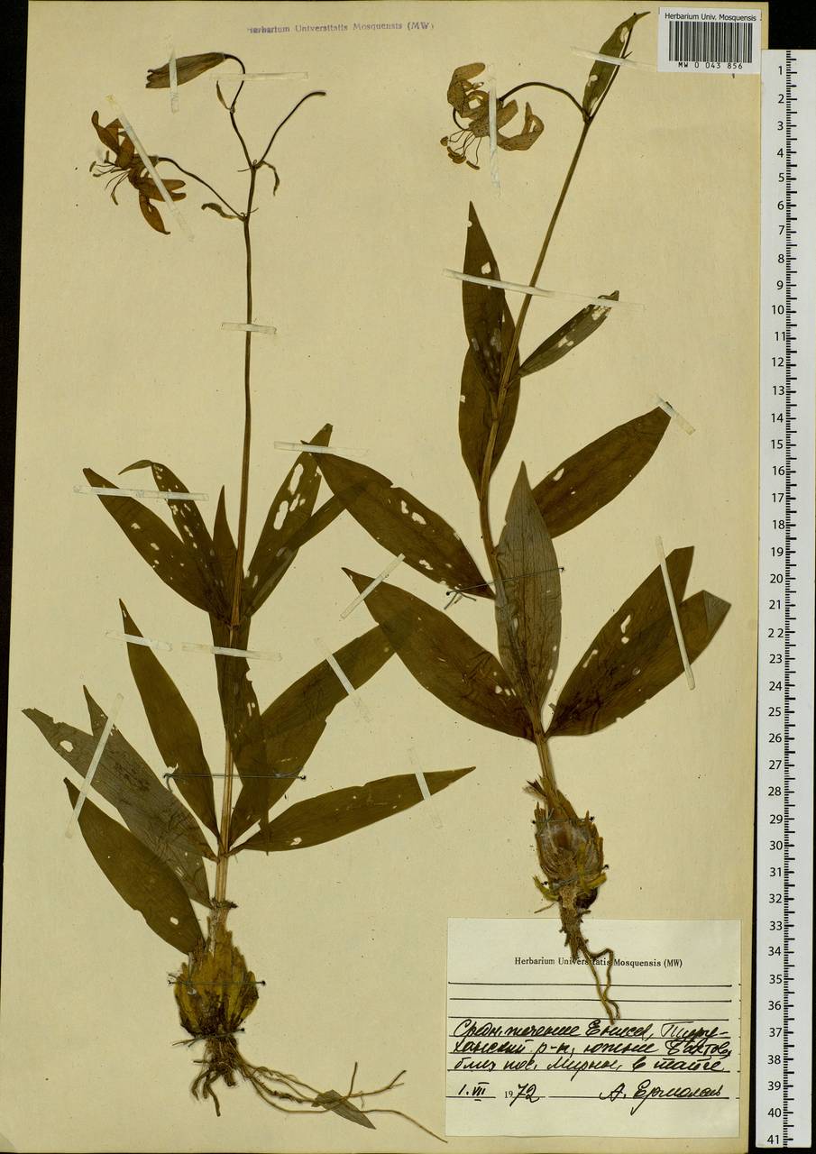 Lilium martagon var. pilosiusculum Freyn, Siberia, Central Siberia (S3) (Russia)