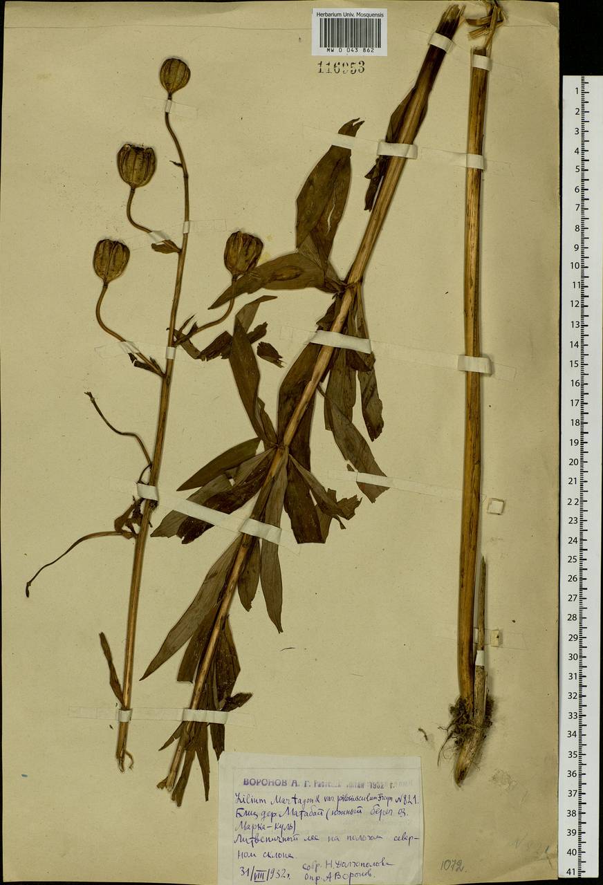 Lilium martagon var. pilosiusculum Freyn, Siberia, Western (Kazakhstan) Altai Mountains (S2a) (Kazakhstan)