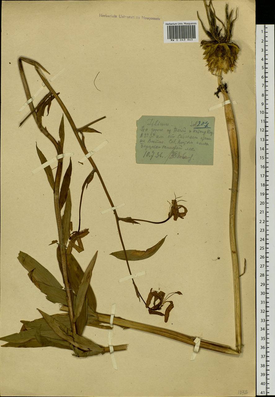 Lilium martagon var. pilosiusculum Freyn, Siberia, Western (Kazakhstan) Altai Mountains (S2a) (Kazakhstan)