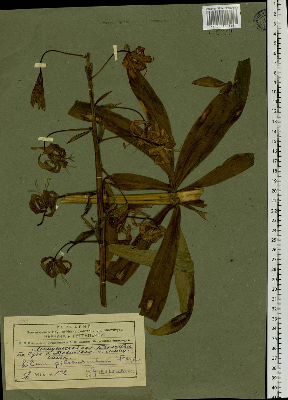Lilium martagon var. pilosiusculum Freyn, Siberia, Altai & Sayany Mountains (S2) (Russia)