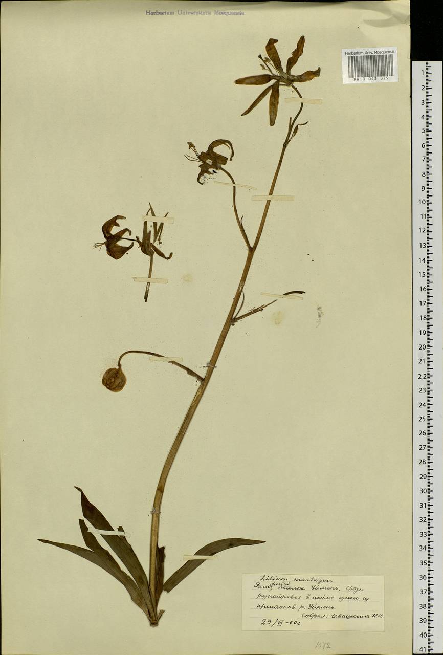 Lilium martagon var. pilosiusculum Freyn, Siberia, Altai & Sayany Mountains (S2) (Russia)