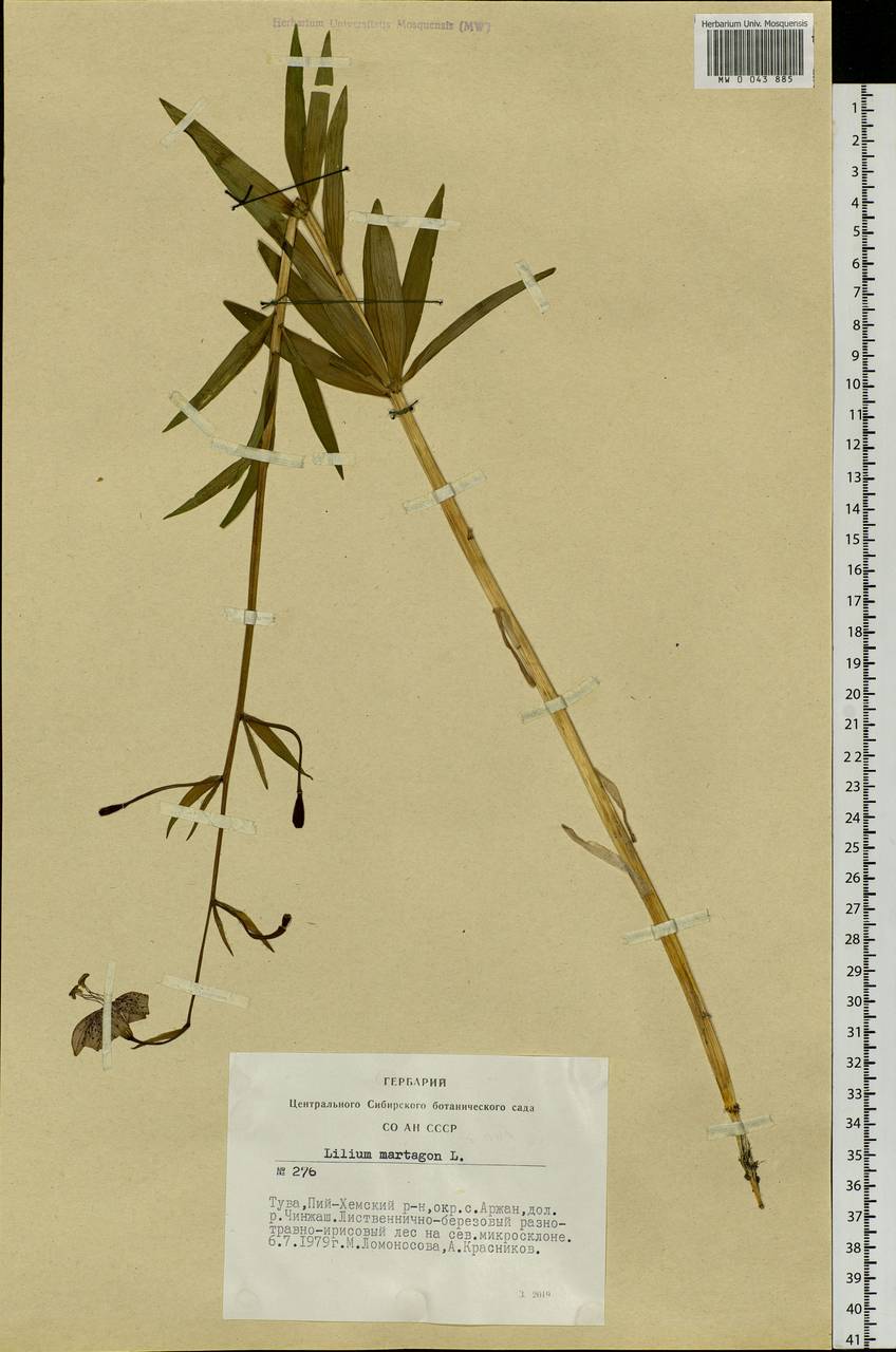 Lilium martagon var. pilosiusculum Freyn, Siberia, Altai & Sayany Mountains (S2) (Russia)