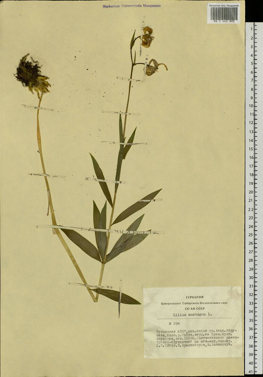 Lilium martagon var. pilosiusculum Freyn, Siberia, Altai & Sayany Mountains (S2) (Russia)