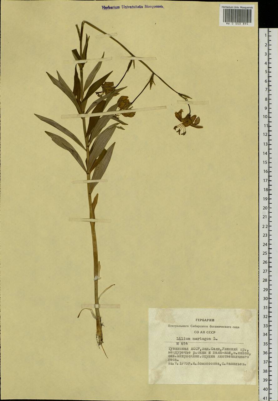 Lilium martagon var. pilosiusculum Freyn, Siberia, Altai & Sayany Mountains (S2) (Russia)