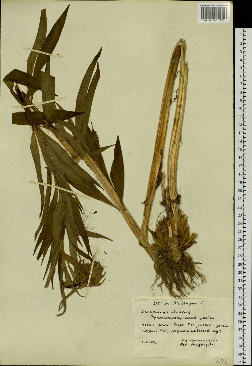 Lilium martagon var. pilosiusculum Freyn, Siberia, Western Siberia (S1) (Russia)