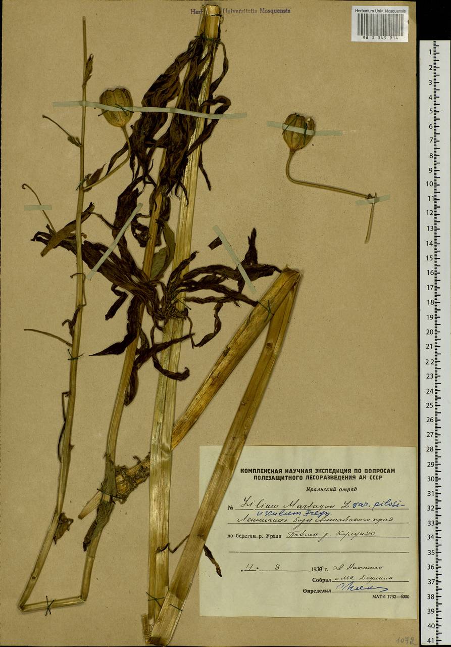 Lilium martagon var. pilosiusculum Freyn, Siberia, Altai & Sayany Mountains (S2) (Russia)