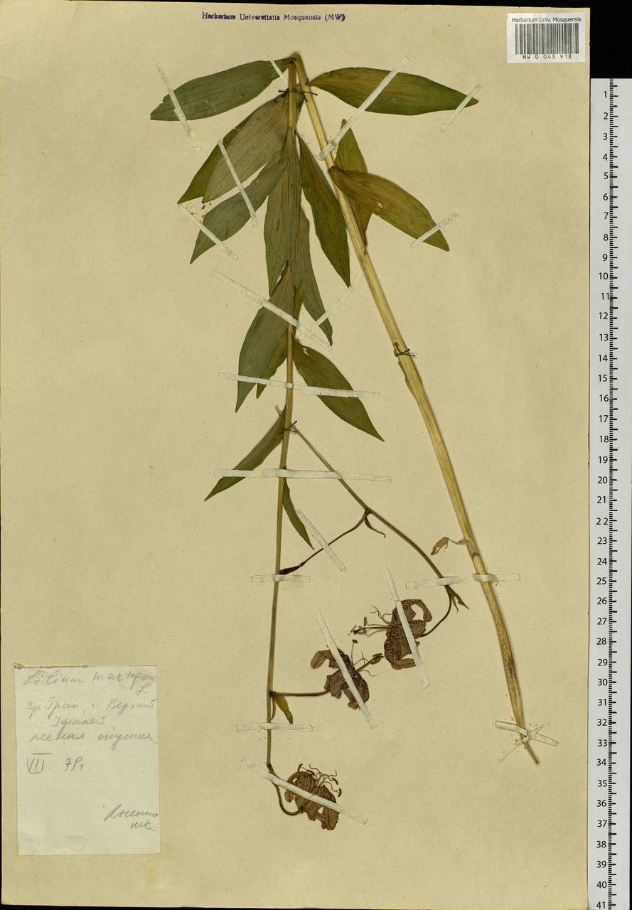 Lilium martagon var. pilosiusculum Freyn, Eastern Europe, Eastern region (E10) (Russia)