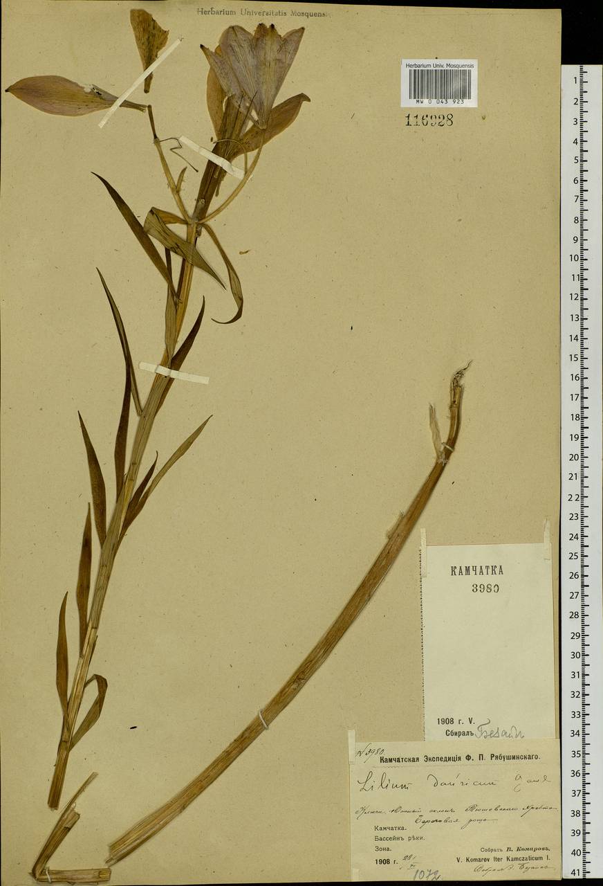 Lilium pensylvanicum Ker Gawl., Siberia, Chukotka & Kamchatka (S7) (Russia)
