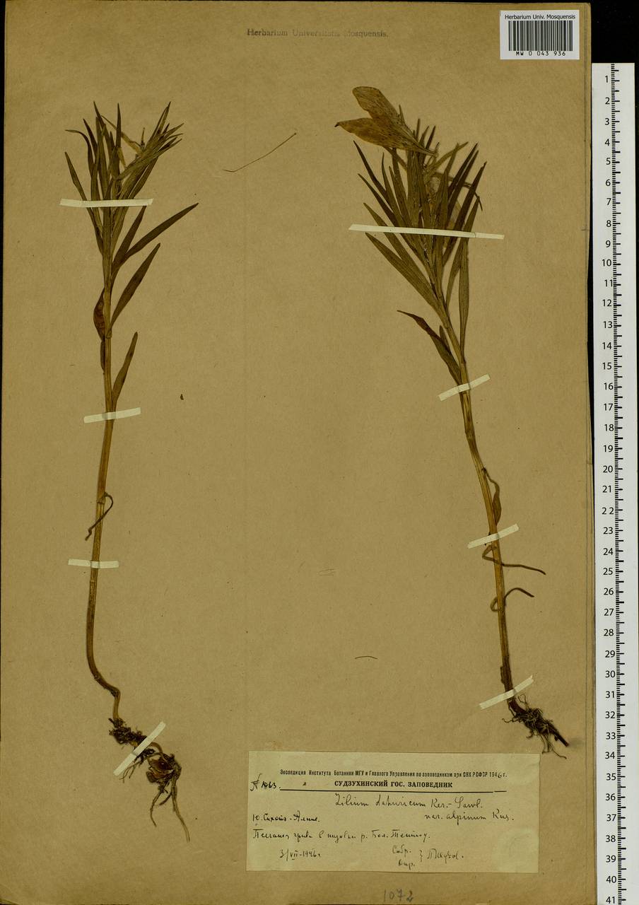 Lilium pensylvanicum Ker Gawl., Siberia, Russian Far East (S6) (Russia)