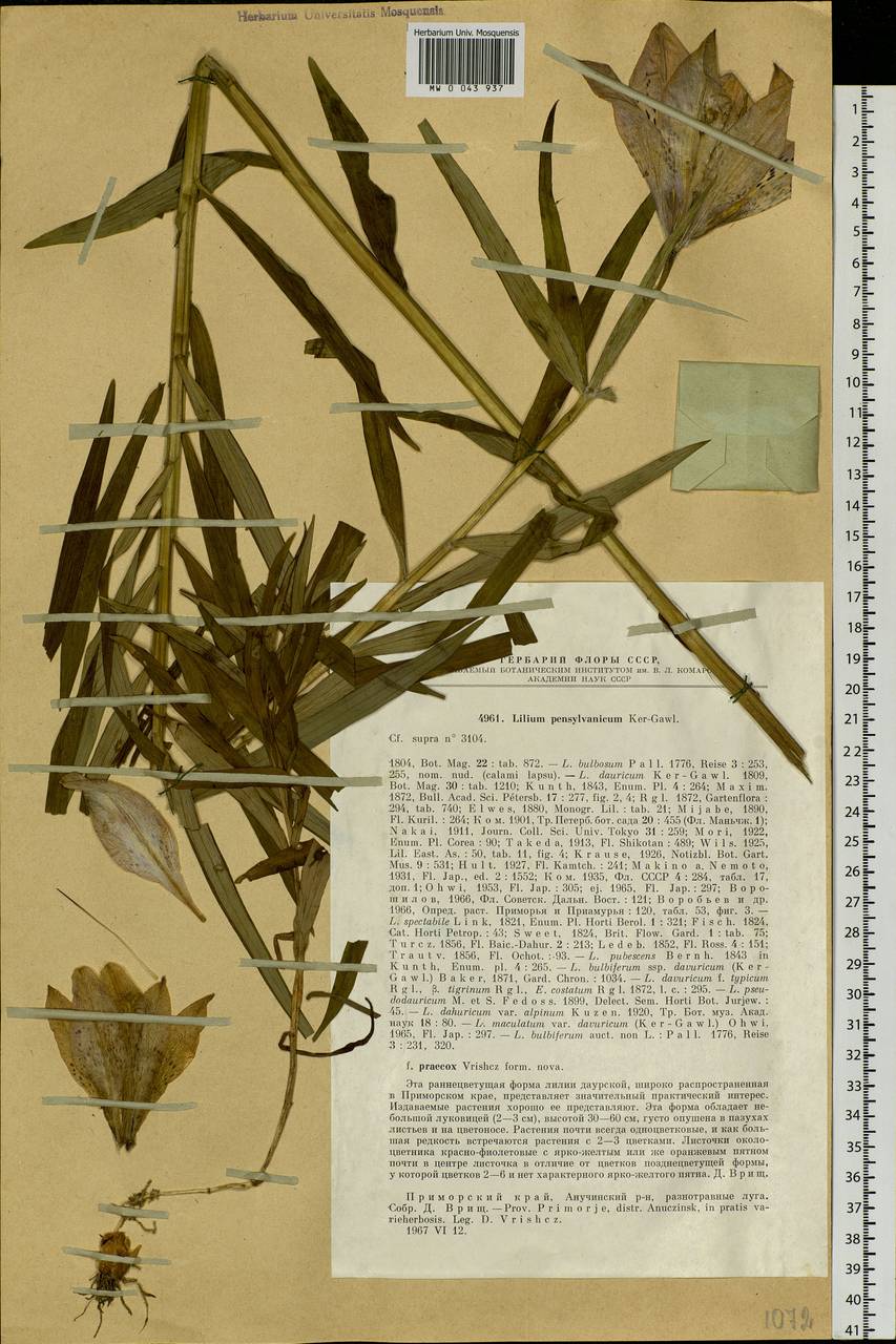 Lilium pensylvanicum Ker Gawl., Siberia, Russian Far East (S6) (Russia)