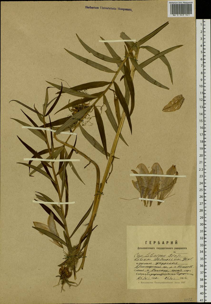 Lilium pensylvanicum Ker Gawl., Siberia, Russian Far East (S6) (Russia)