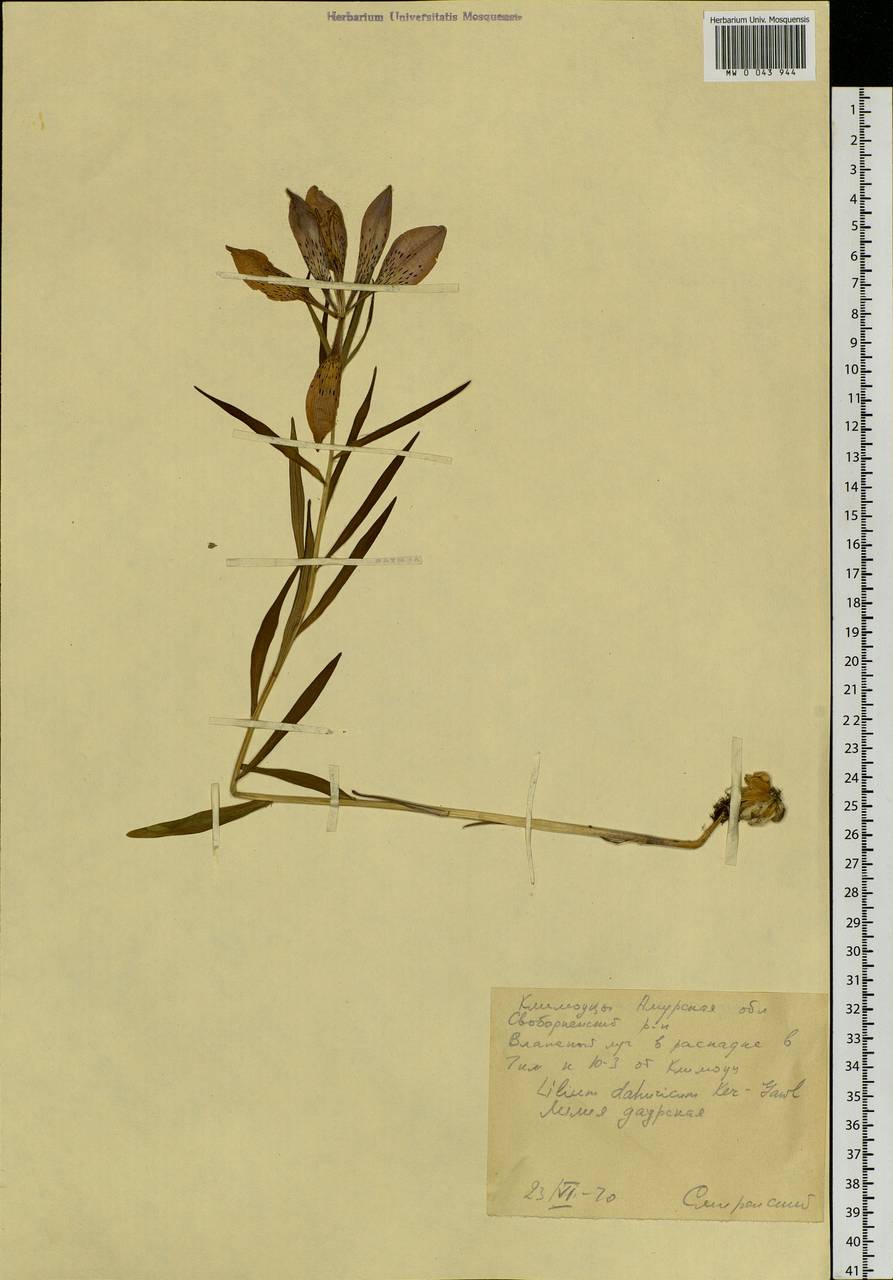 Lilium pensylvanicum Ker Gawl., Siberia, Russian Far East (S6) (Russia)