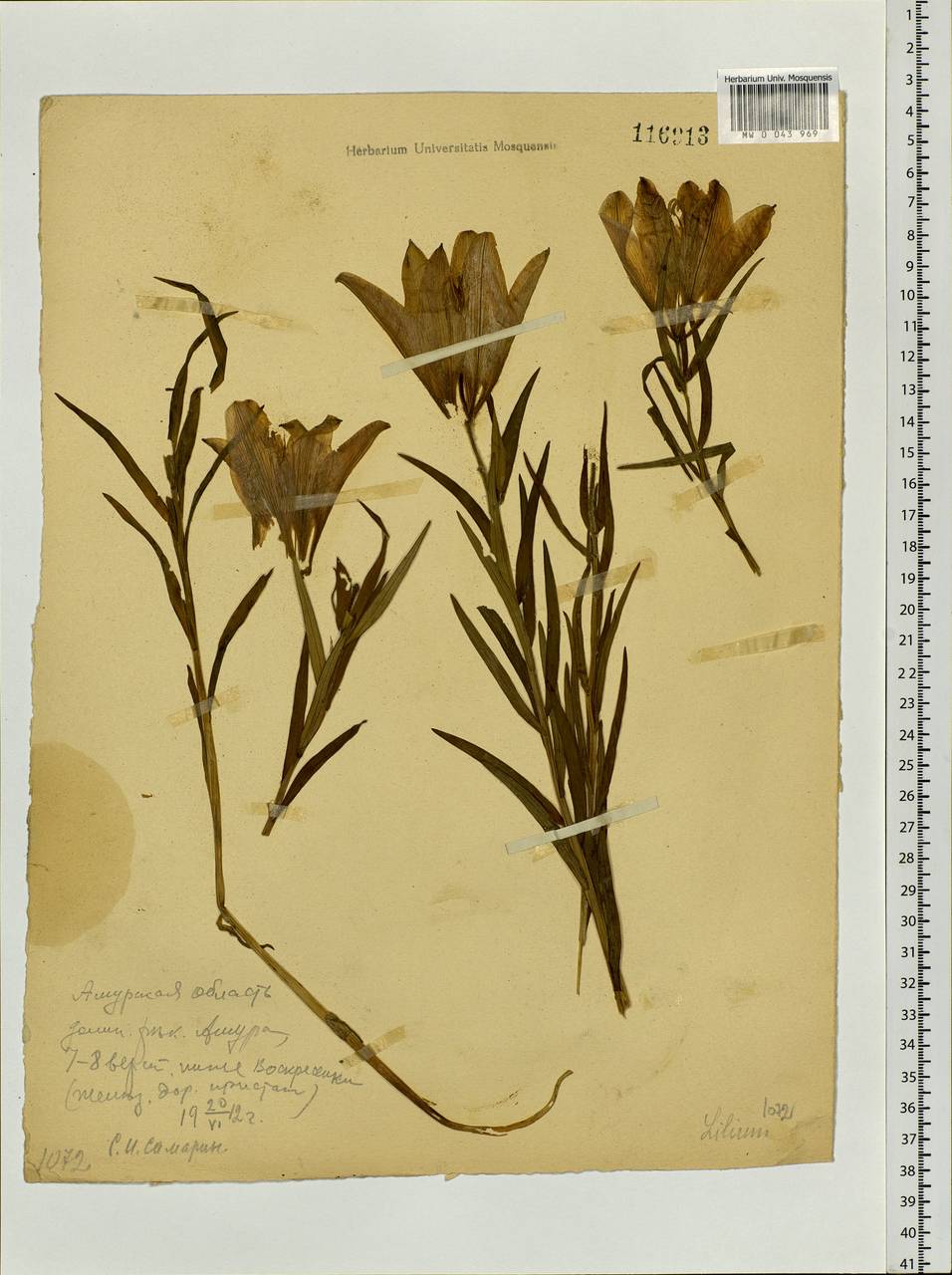 Lilium pensylvanicum Ker Gawl., Siberia, Russian Far East (S6) (Russia)