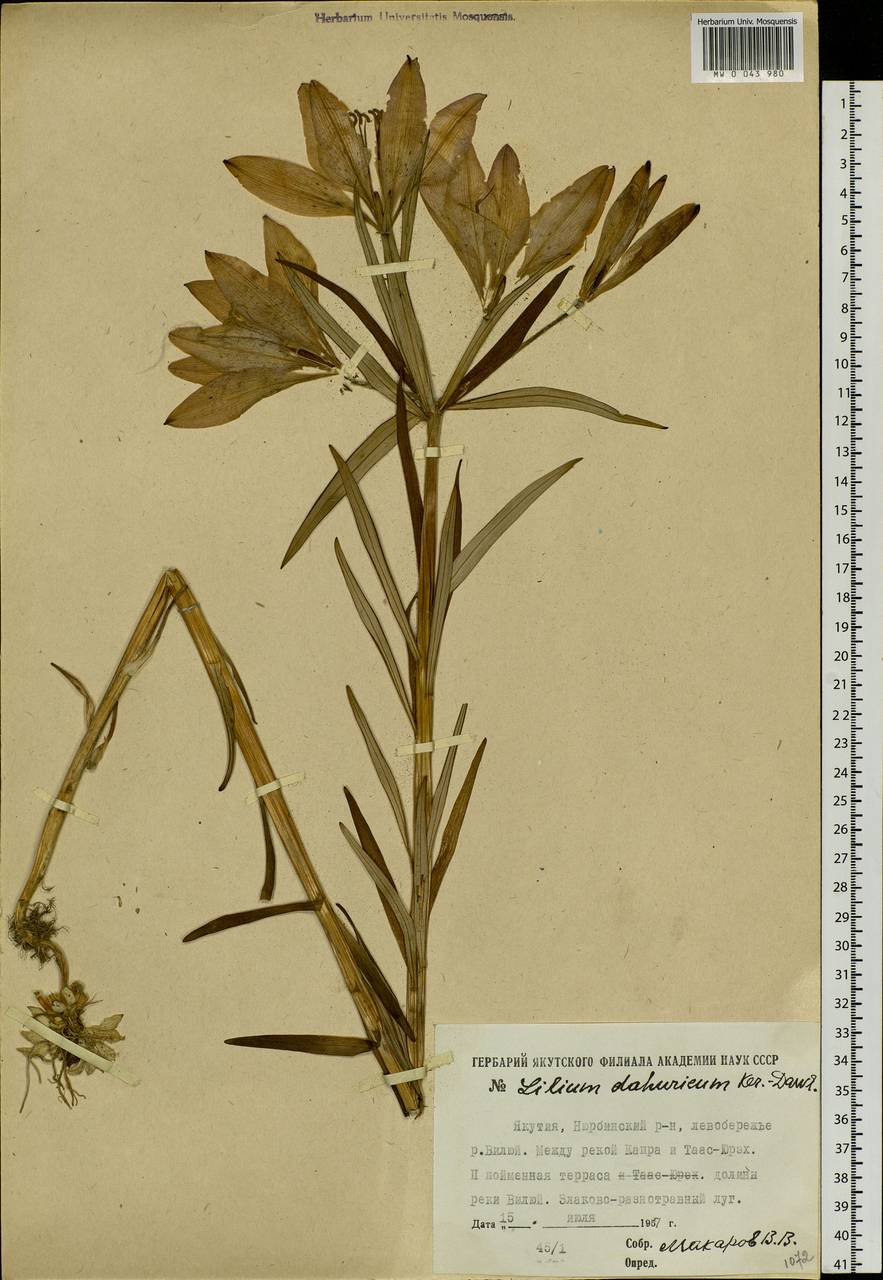 Lilium pensylvanicum Ker Gawl., Siberia, Yakutia (S5) (Russia)