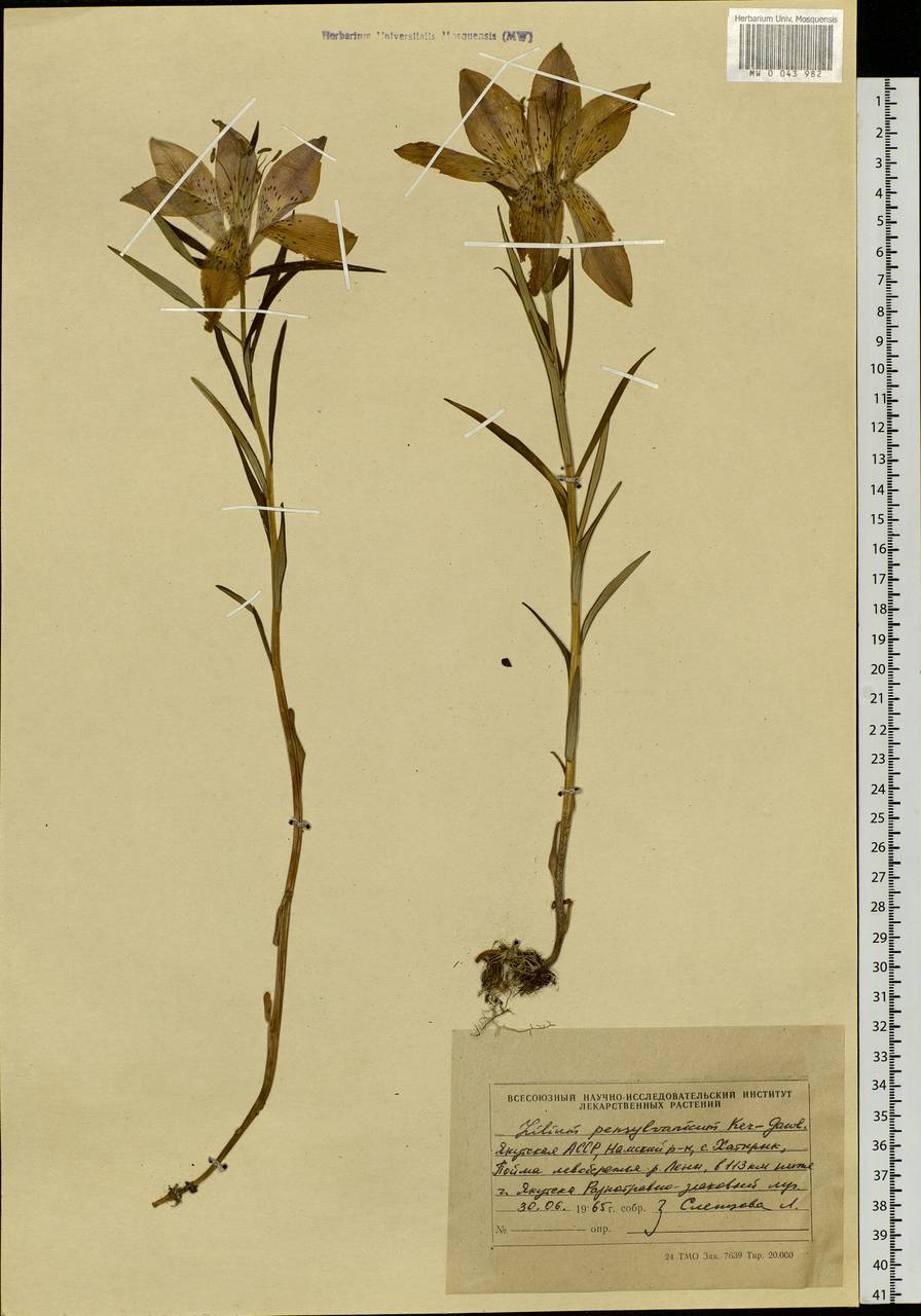Lilium pensylvanicum Ker Gawl., Siberia, Yakutia (S5) (Russia)