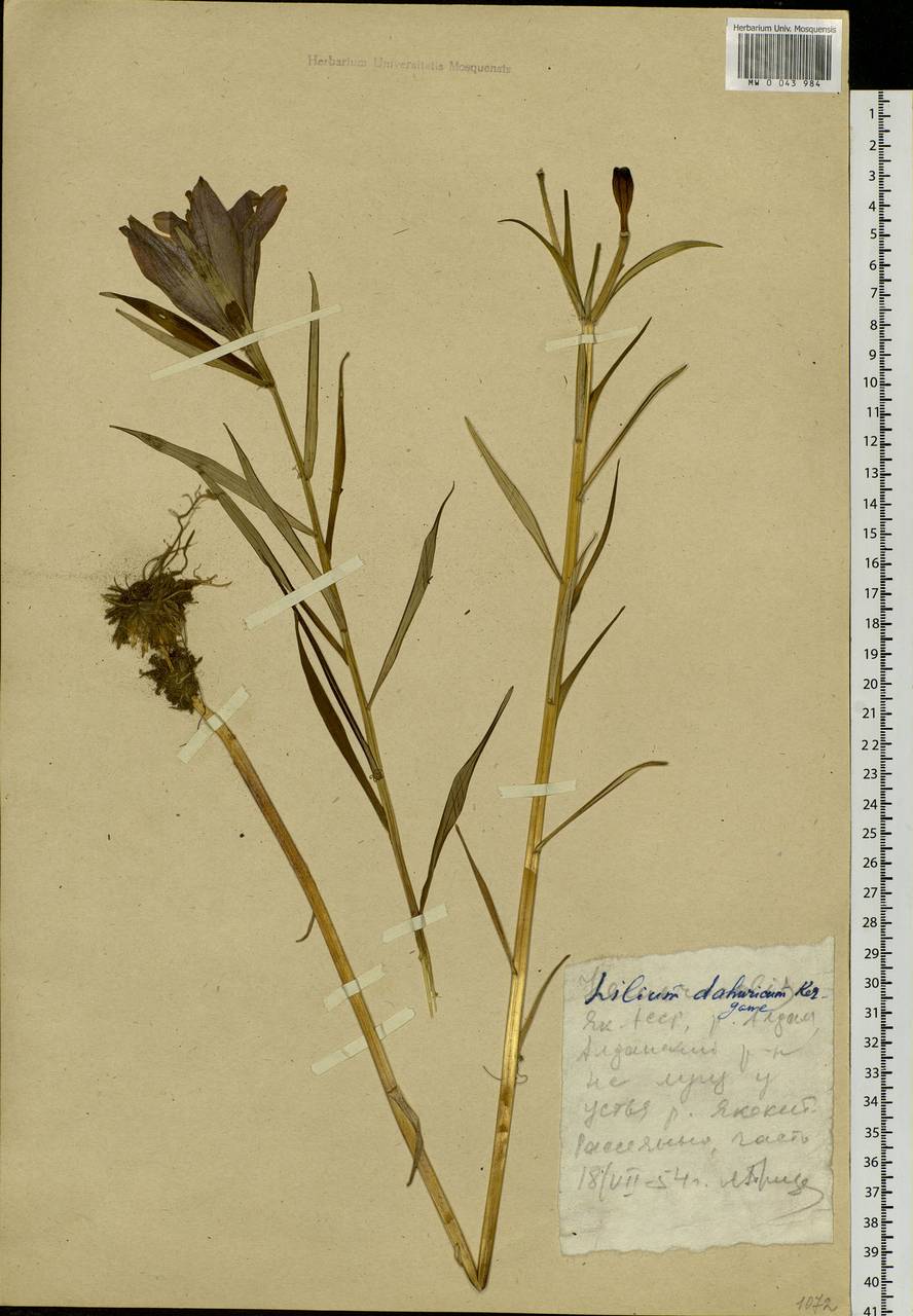 Lilium pensylvanicum Ker Gawl., Siberia, Yakutia (S5) (Russia)