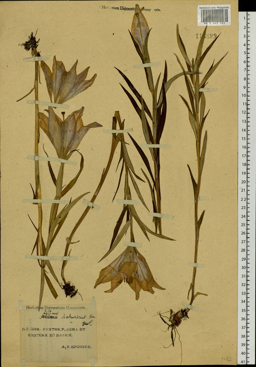Lilium pensylvanicum Ker Gawl., Siberia, Yakutia (S5) (Russia)