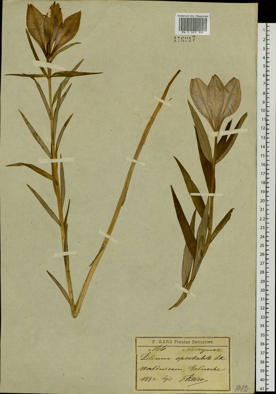 Lilium pensylvanicum Ker Gawl., Siberia, Baikal & Transbaikal region (S4) (Russia)