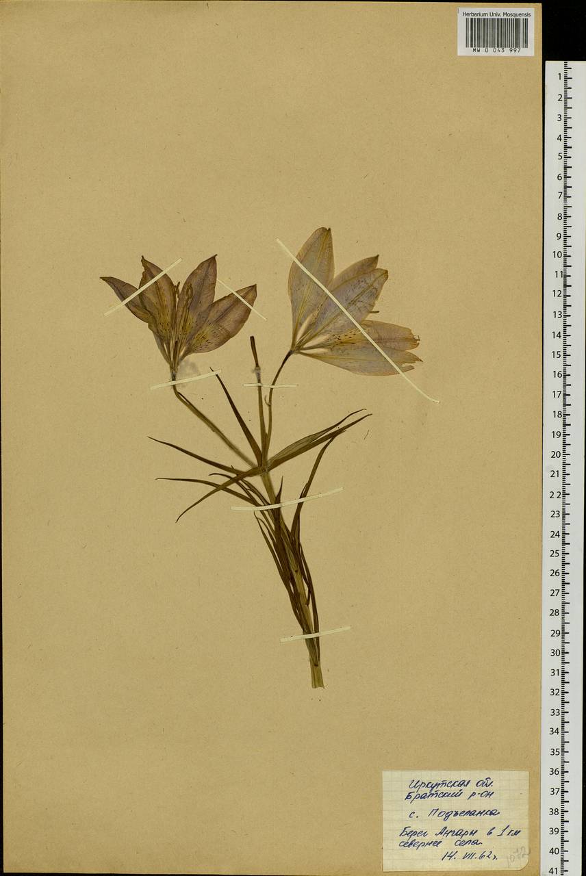 Lilium pensylvanicum Ker Gawl., Siberia, Baikal & Transbaikal region (S4) (Russia)