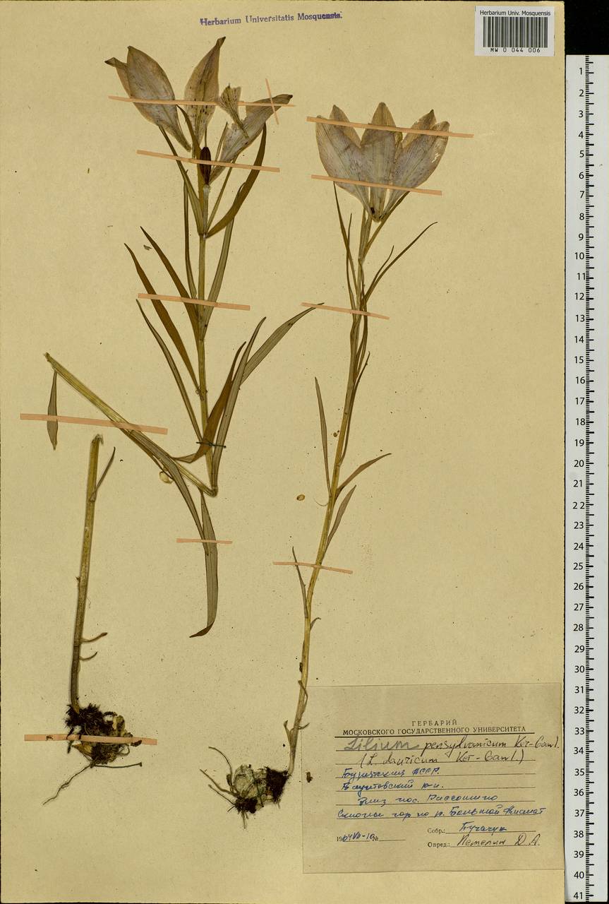 Lilium pensylvanicum Ker Gawl., Siberia, Baikal & Transbaikal region (S4) (Russia)