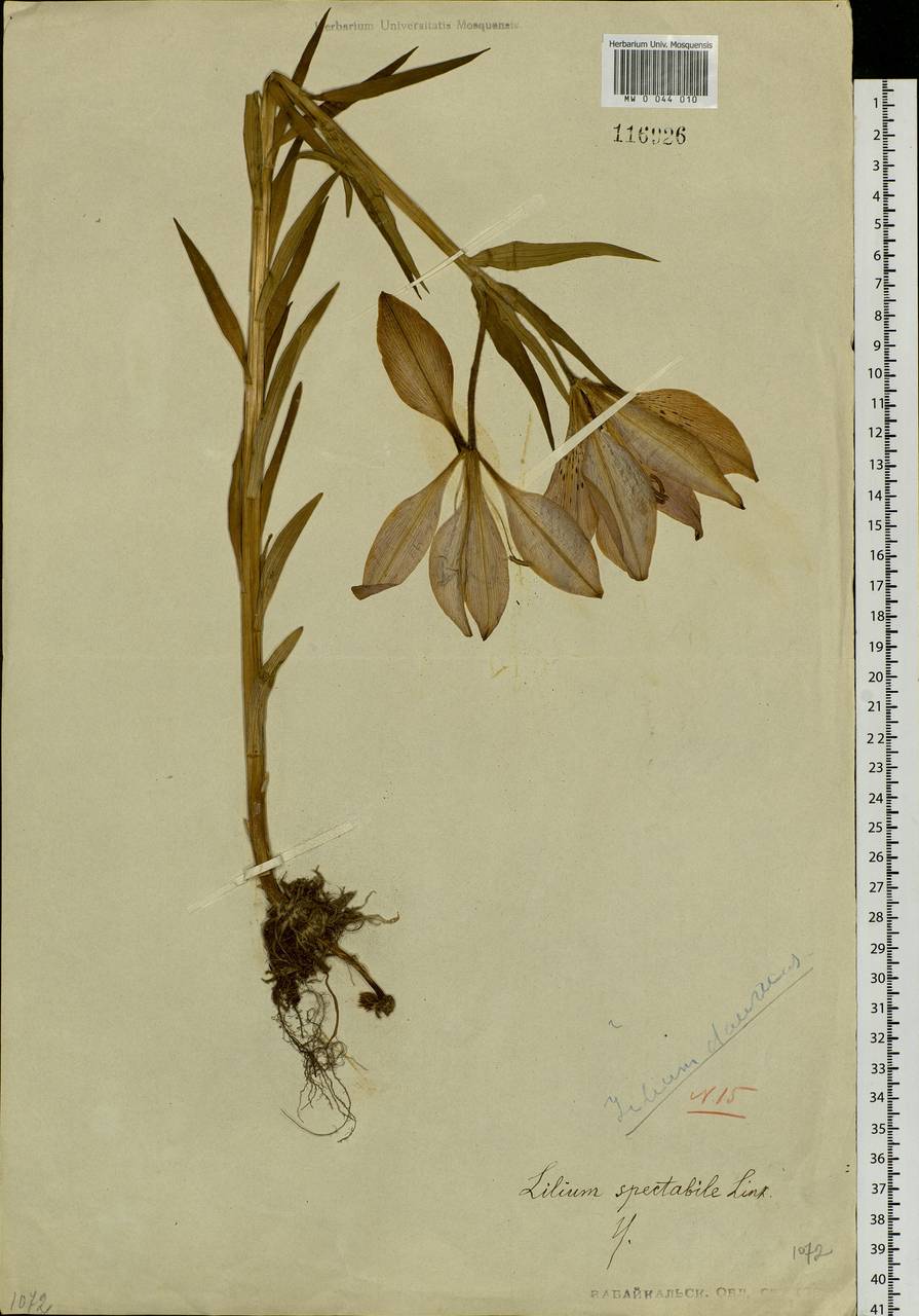 Lilium pensylvanicum Ker Gawl., Siberia, Baikal & Transbaikal region (S4) (Russia)