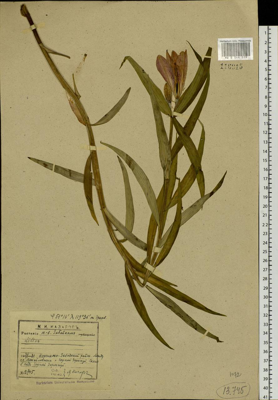 Lilium pensylvanicum Ker Gawl., Siberia, Baikal & Transbaikal region (S4) (Russia)