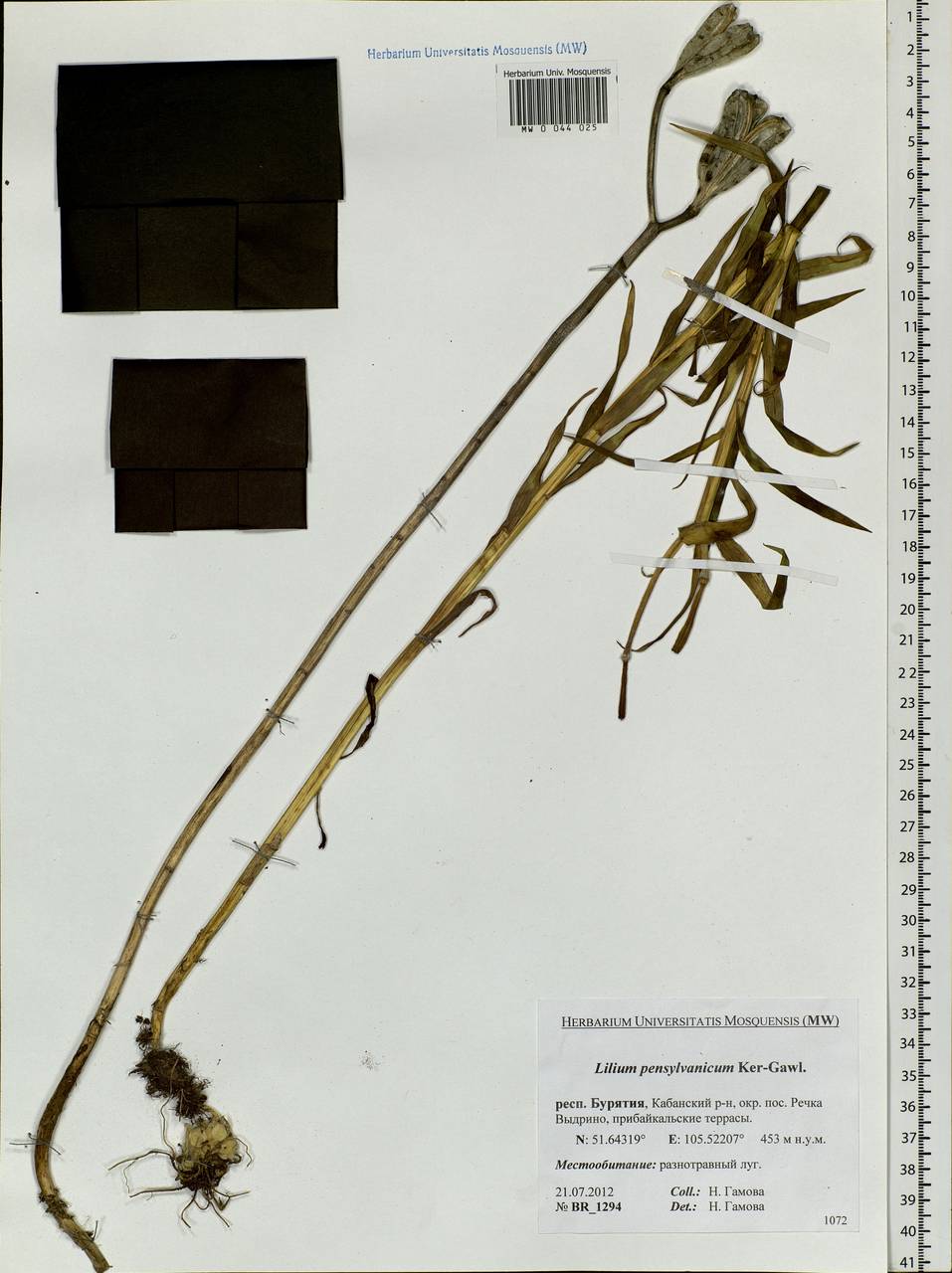 Lilium pensylvanicum Ker Gawl., Siberia, Baikal & Transbaikal region (S4) (Russia)