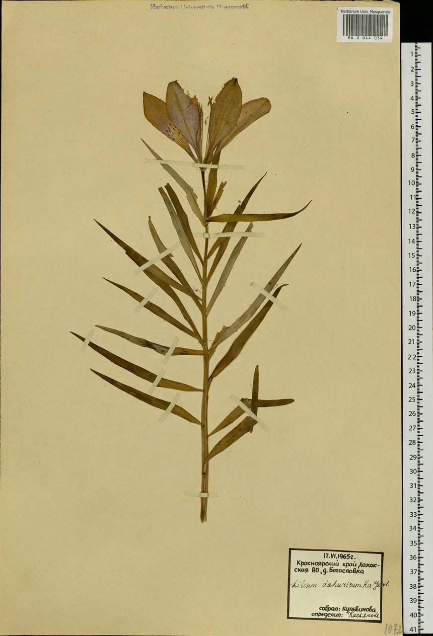 Lilium pensylvanicum Ker Gawl., Siberia, Altai & Sayany Mountains (S2) (Russia)
