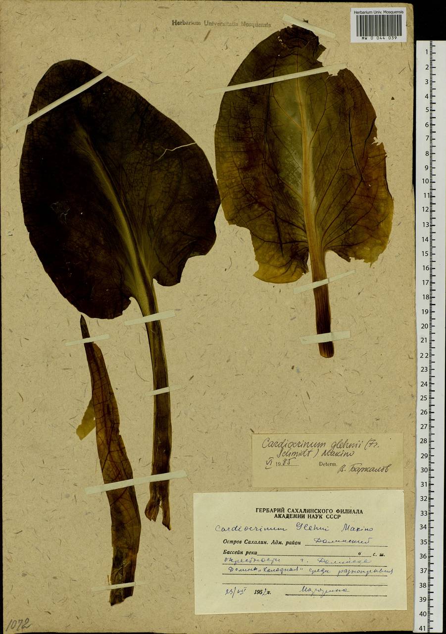 Cardiocrinum cordatum (Thunb.) Makino, Siberia, Russian Far East (S6) (Russia)