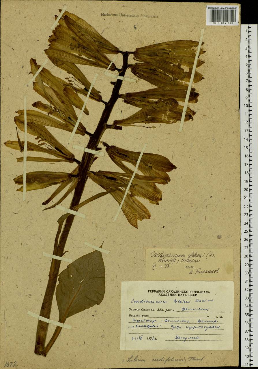 Cardiocrinum cordatum (Thunb.) Makino, Siberia, Russian Far East (S6) (Russia)