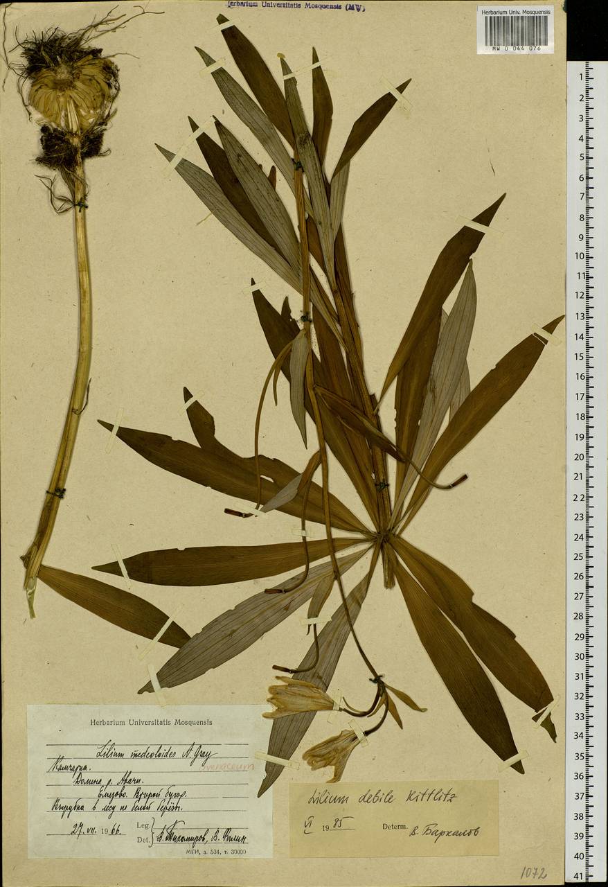 Mw Lilium Debile Liliya Slabaya Specimen