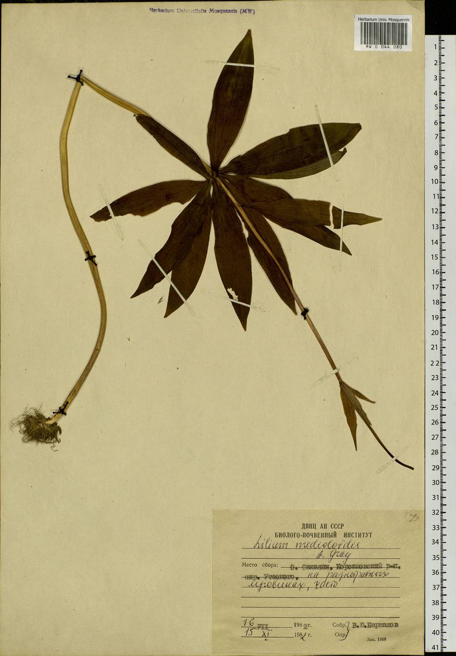 Lilium debile Kittlitz, Siberia, Russian Far East (S6) (Russia)