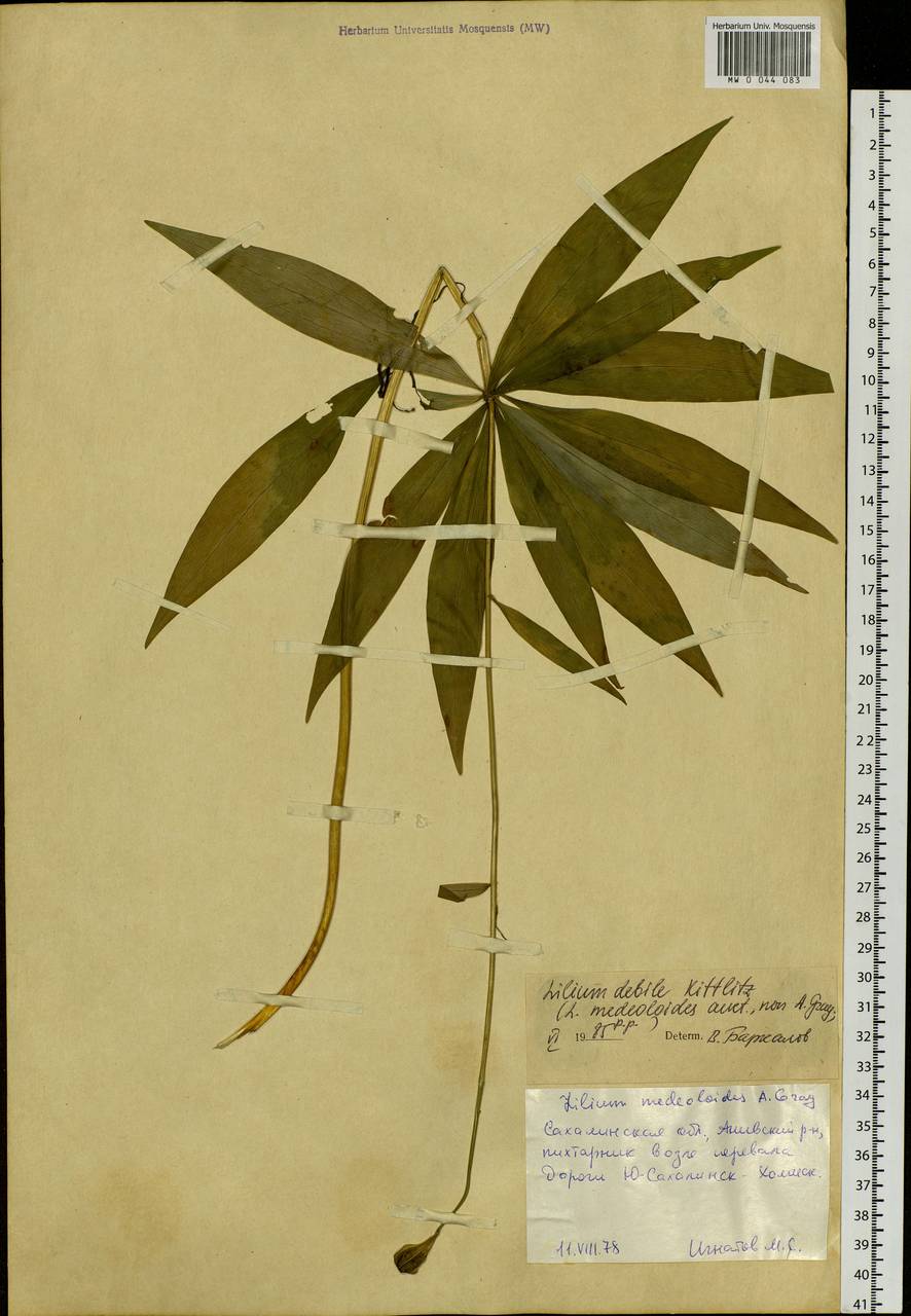 Lilium debile Kittlitz, Siberia, Russian Far East (S6) (Russia)