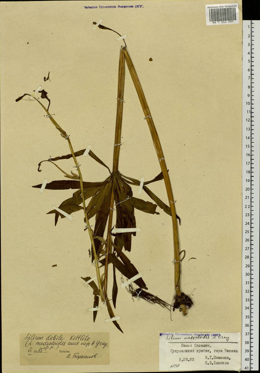 Lilium debile Kittlitz, Siberia, Russian Far East (S6) (Russia)