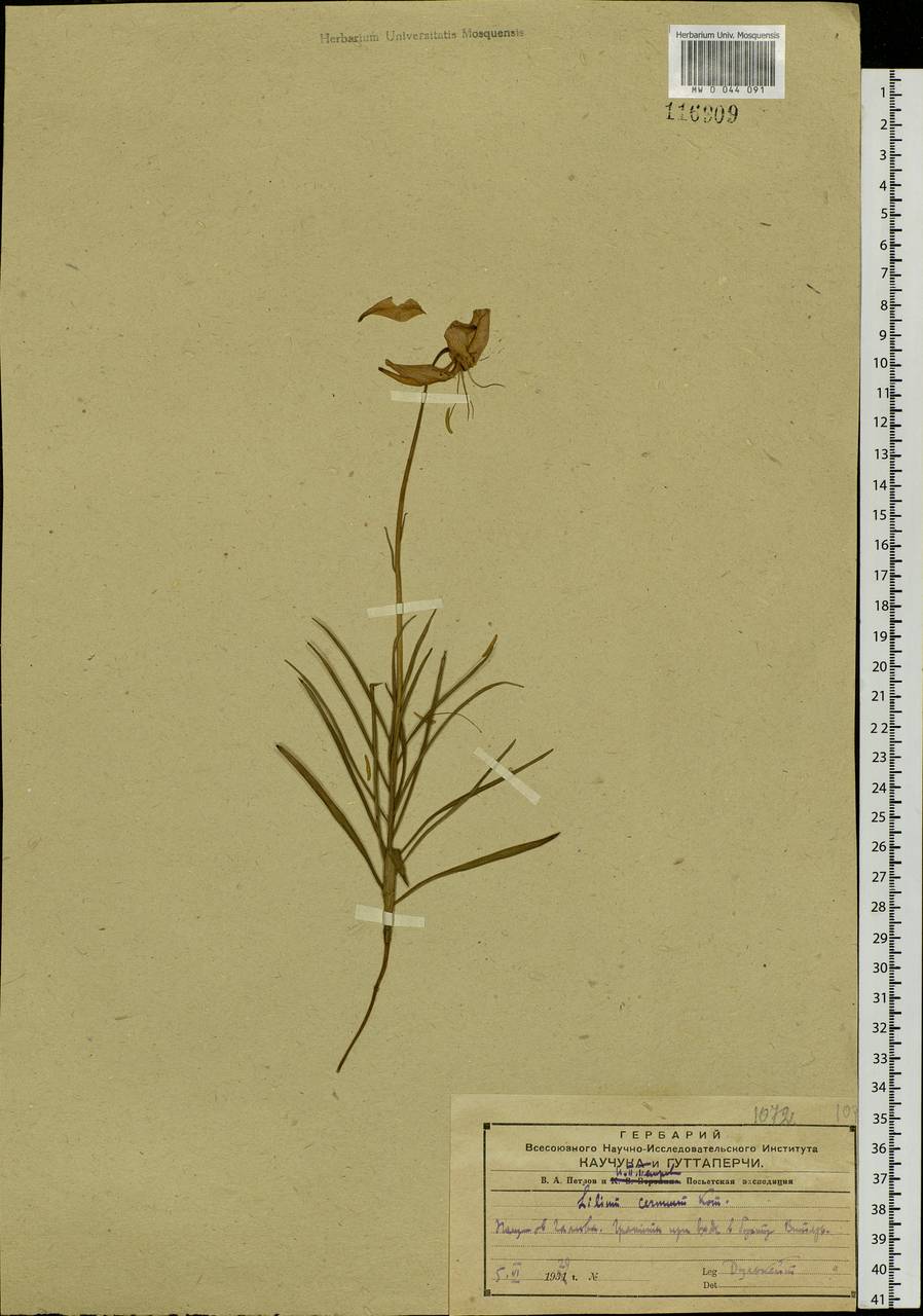 Lilium cernuum Kom., Siberia, Russian Far East (S6) (Russia)