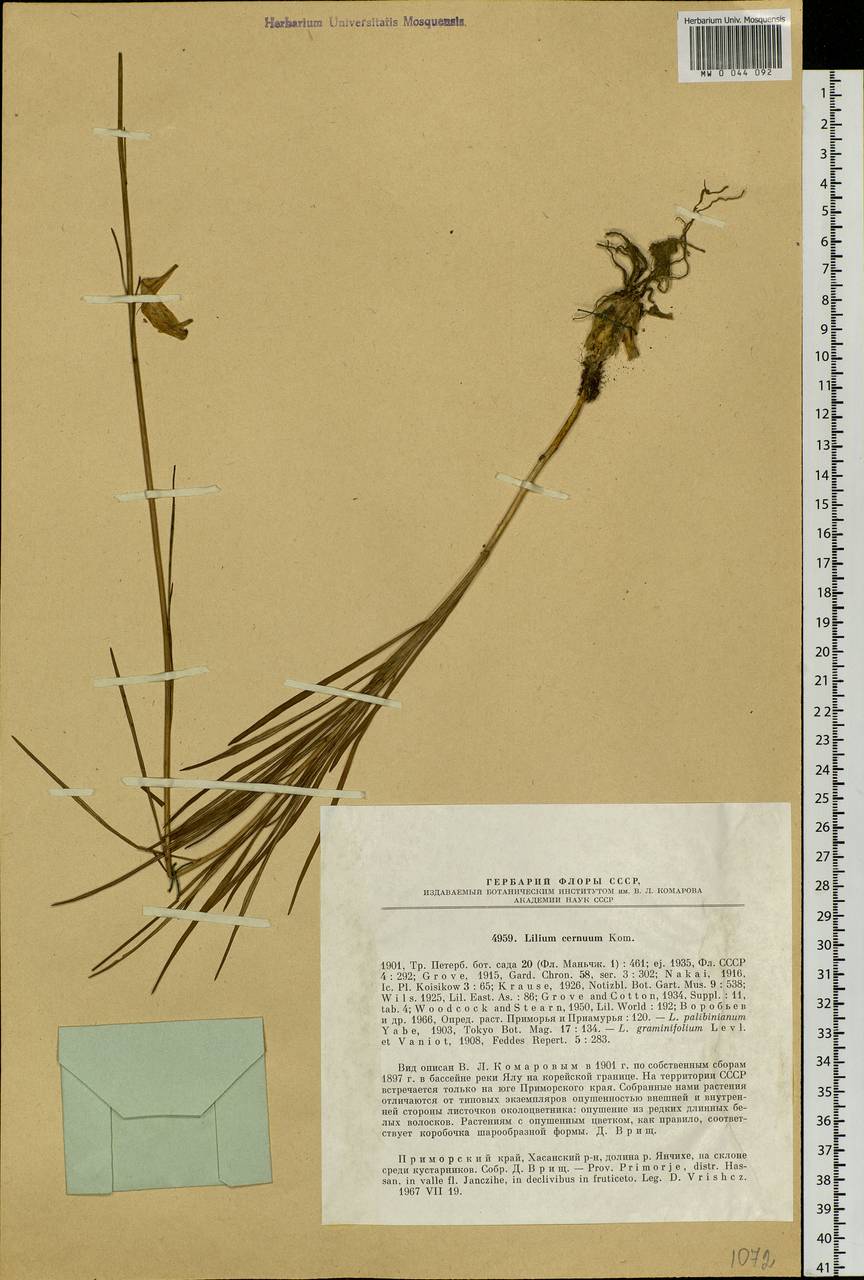 Lilium cernuum Kom., Siberia, Russian Far East (S6) (Russia)