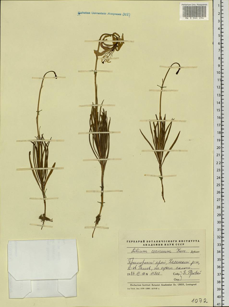 Lilium cernuum Kom., Siberia, Russian Far East (S6) (Russia)