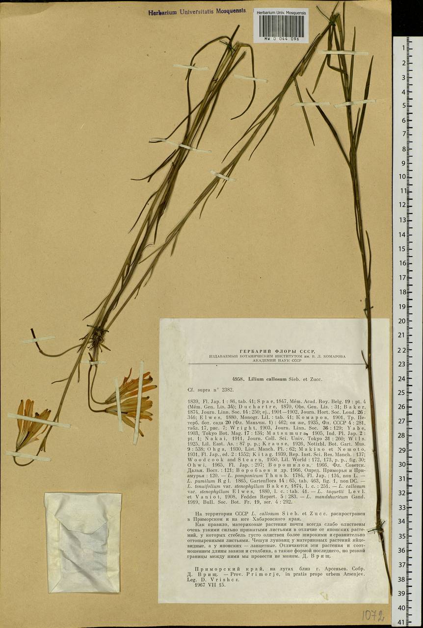 Lilium callosum Siebold & Zucc., Siberia, Russian Far East (S6) (Russia)