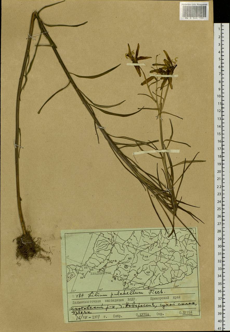 Lilium concolor var. partheneion (Siebold & de Vriese) Baker, Siberia, Russian Far East (S6) (Russia)