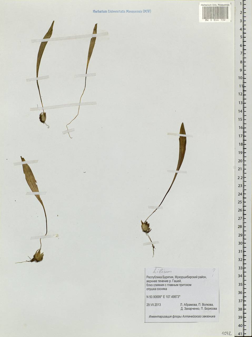 Lilium, Siberia, Baikal & Transbaikal region (S4) (Russia)
