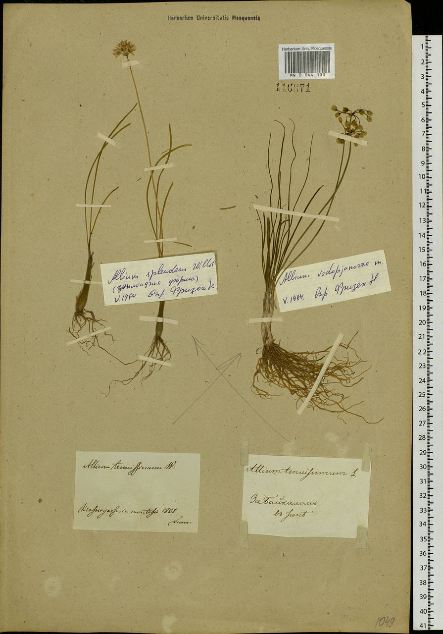 Allium vodopjanovae N.Friesen, Siberia, Central Siberia (S3) (Russia)