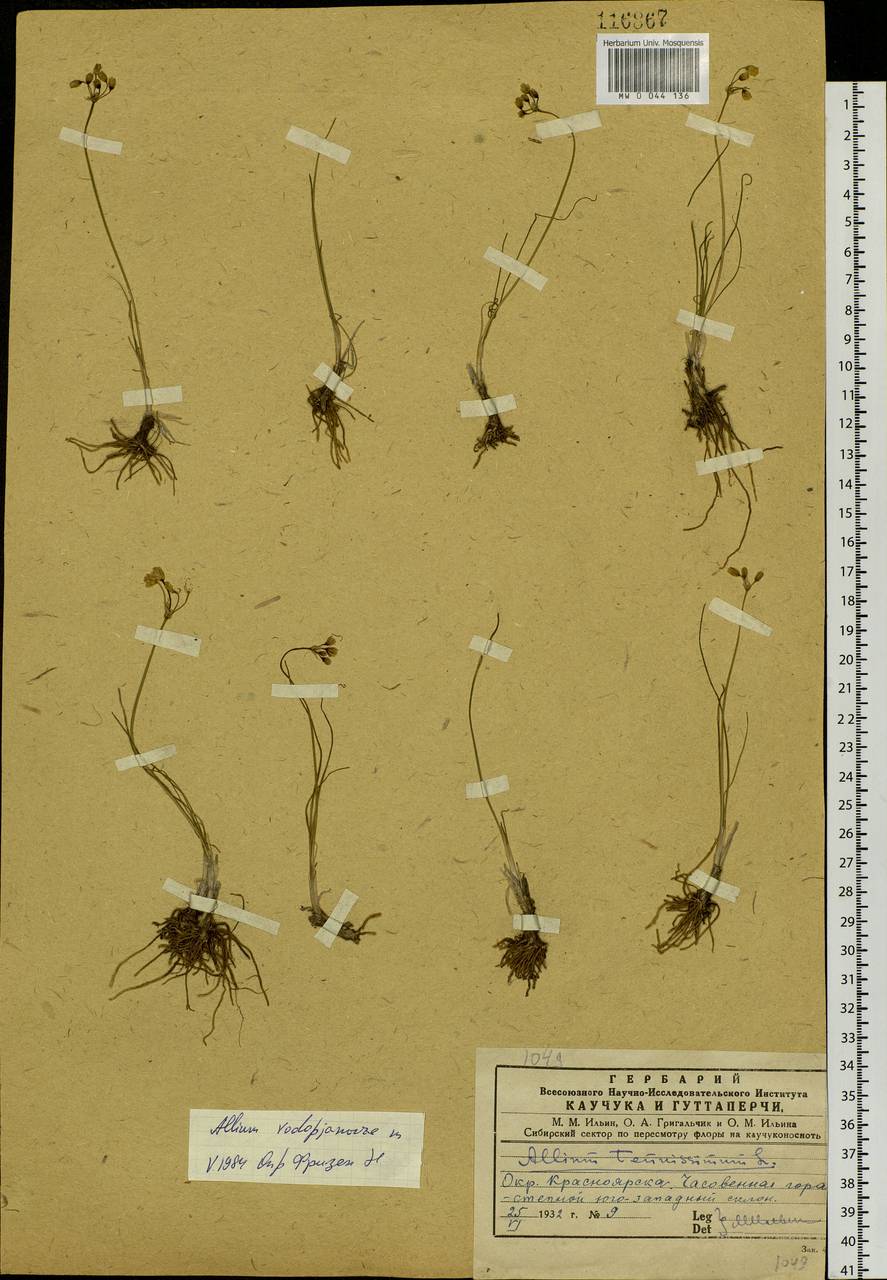 Allium vodopjanovae N.Friesen, Siberia, Central Siberia (S3) (Russia)