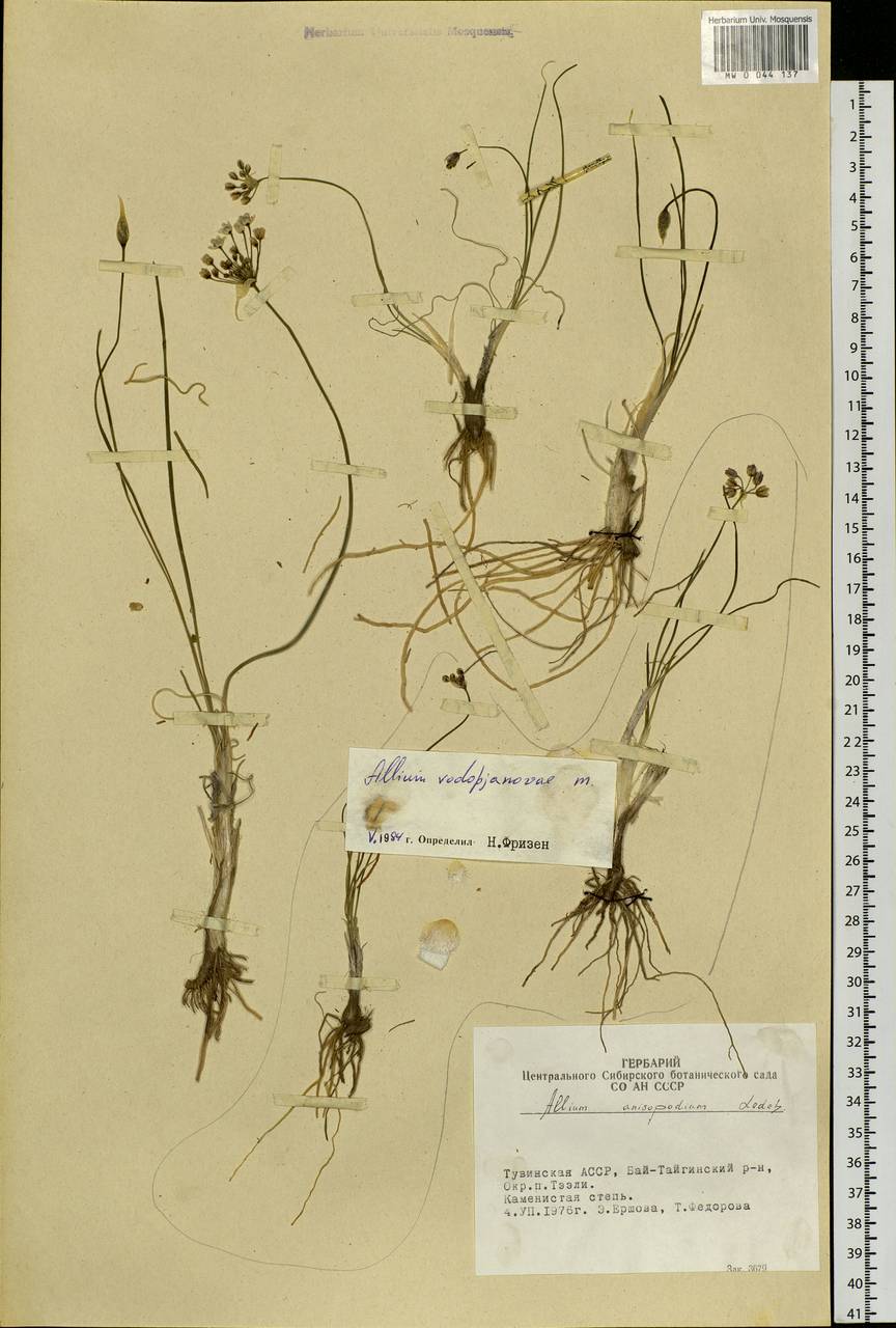 Allium vodopjanovae N.Friesen, Siberia, Altai & Sayany Mountains (S2) (Russia)