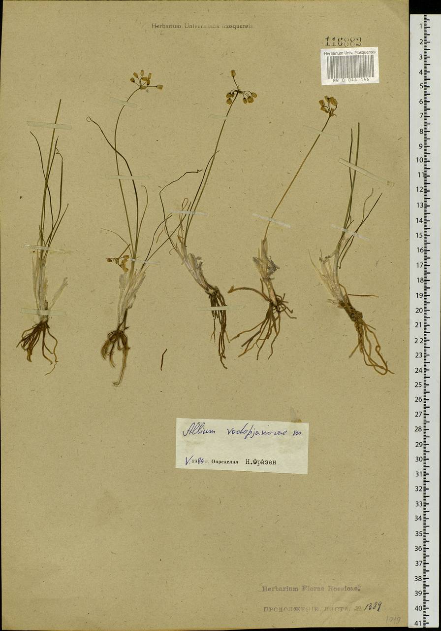 Allium vodopjanovae N.Friesen, Siberia, Altai & Sayany Mountains (S2) (Russia)